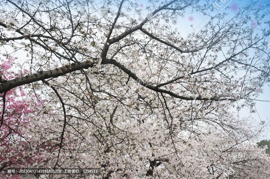 樱花枝