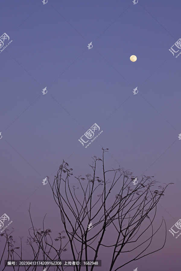 蓝天月亮傍晚路灯飞鸟树枝