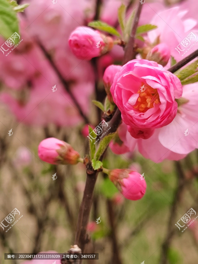 榆叶梅的花苞