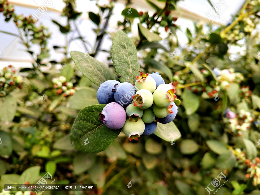 蓝莓采摘园