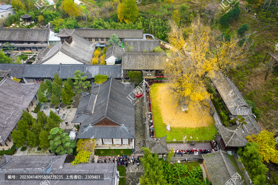 千年银杏树