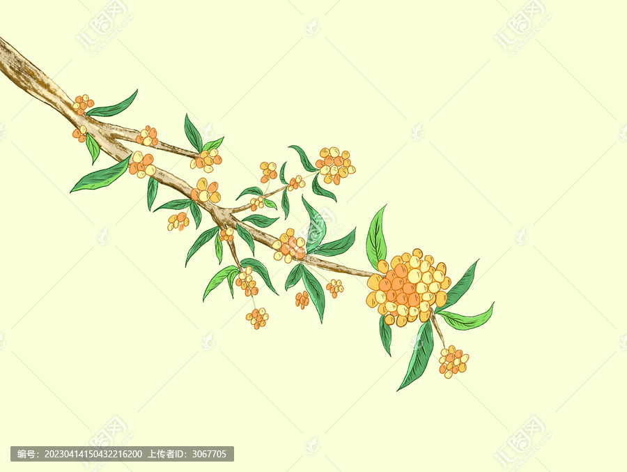 桂花