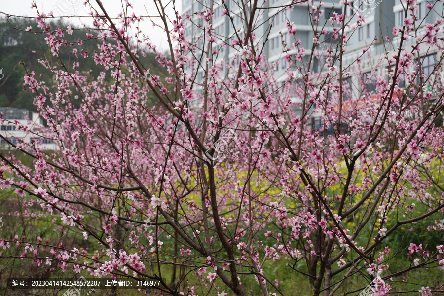 雨后桃花