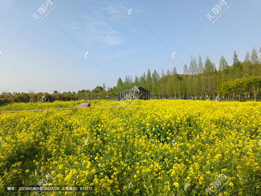 乡村油菜花