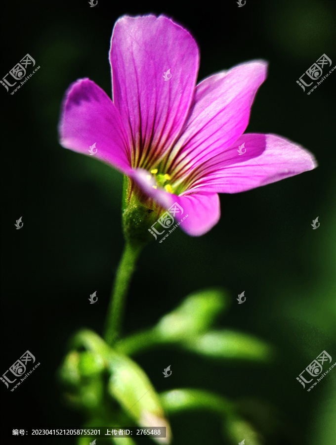 红花酢浆草