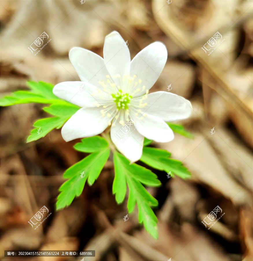 小白花