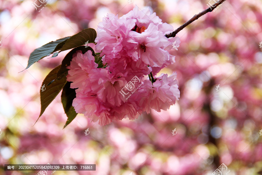 樱花特写