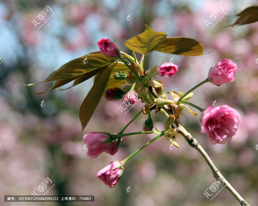 盛开的樱花