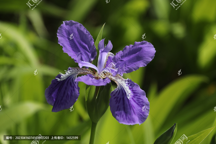 鸢尾花