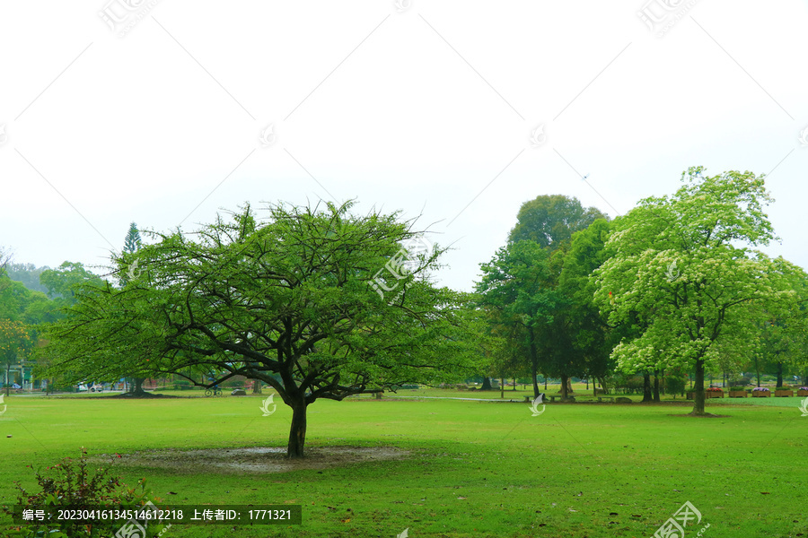 树和绿草地