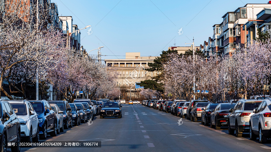 桃花盛开的中国长春城区景观