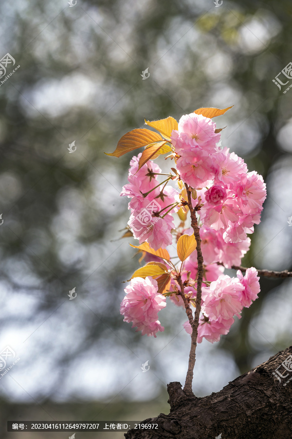 仰拍日本樱花图片