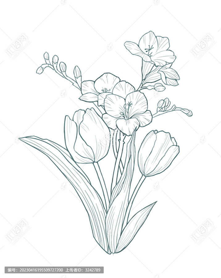 郁金香小蒼蘭花卉組合線稿