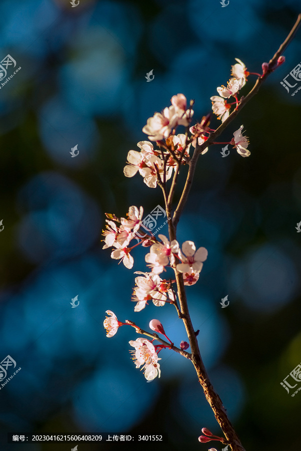 樱花特写