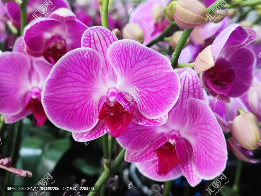 蘭花