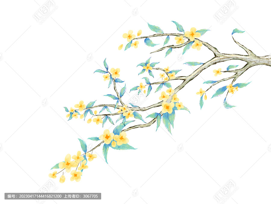 桂花