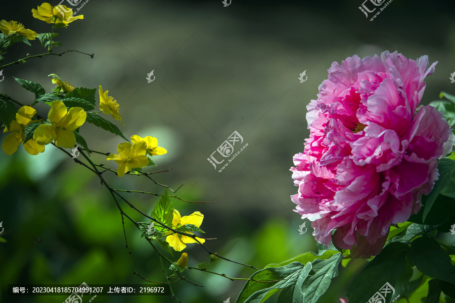 黄鸡蛋花与红牡丹花