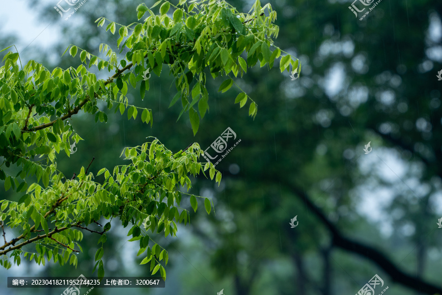 春雨下的绿叶