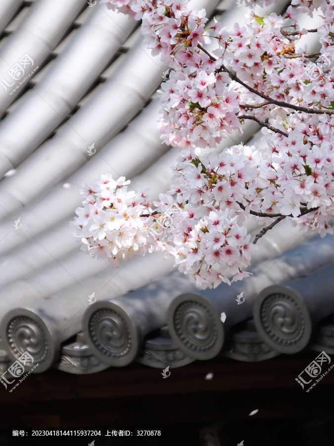 春天樱花高清唯美风景摄影图