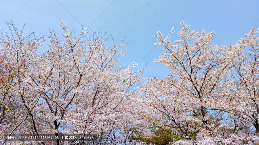 春天樱花高清唯美风景摄影图