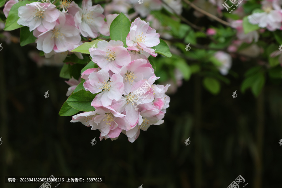 阳春三月鲜花绽放海棠花盛开