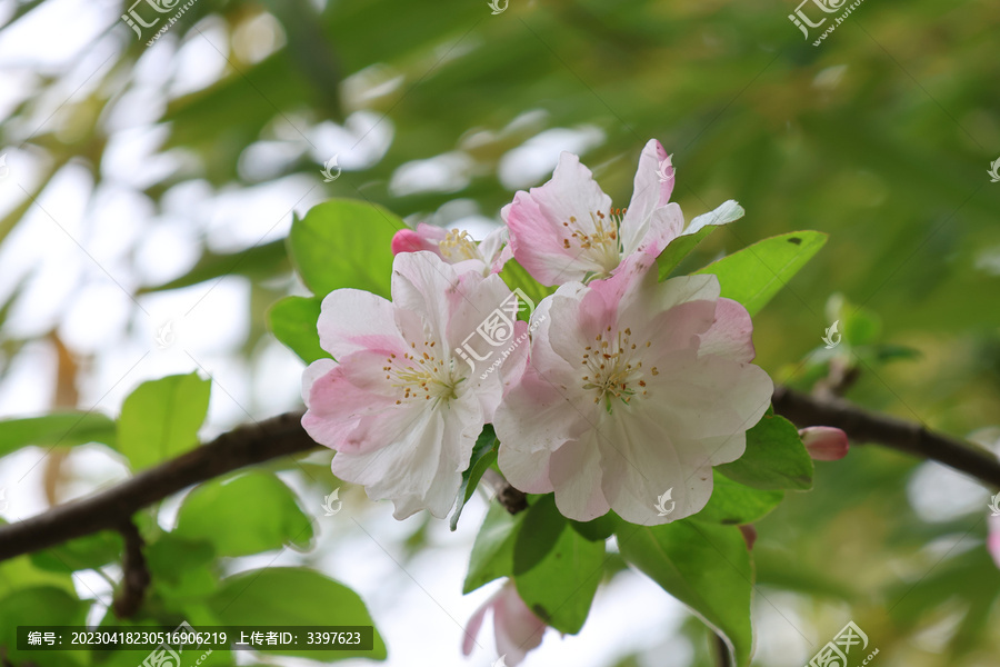 阳春三月鲜花绽放海棠花盛开