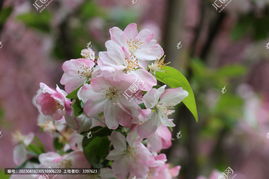 阳春三月鲜花绽放海棠花盛开