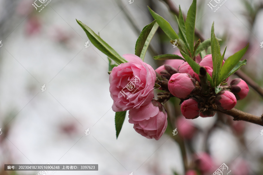 阳春三月鲜花绽放百花盛开