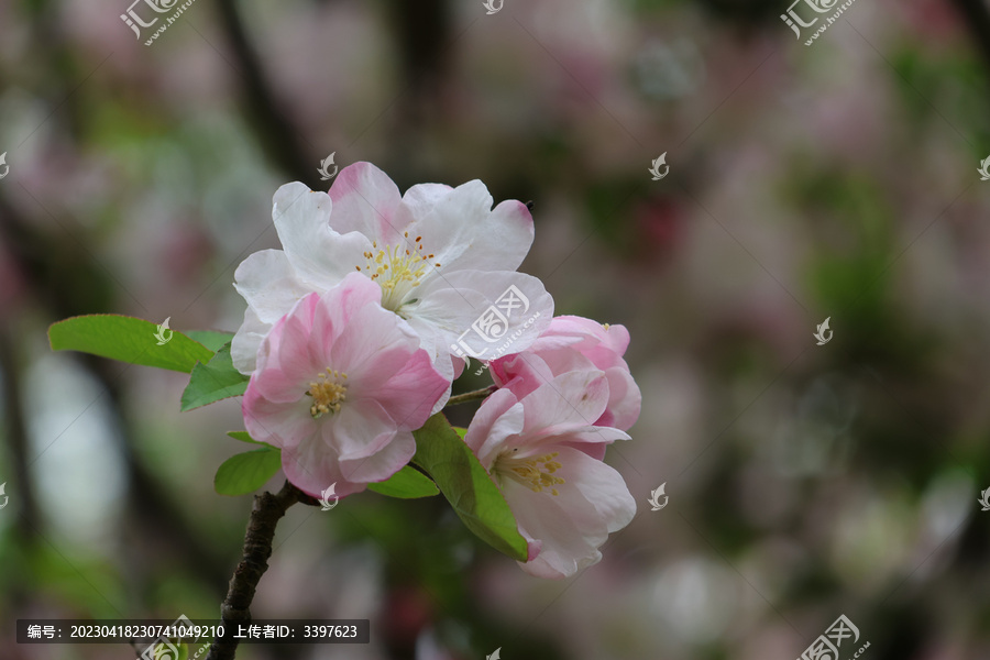 阳春三月鲜花绽放百花盛开