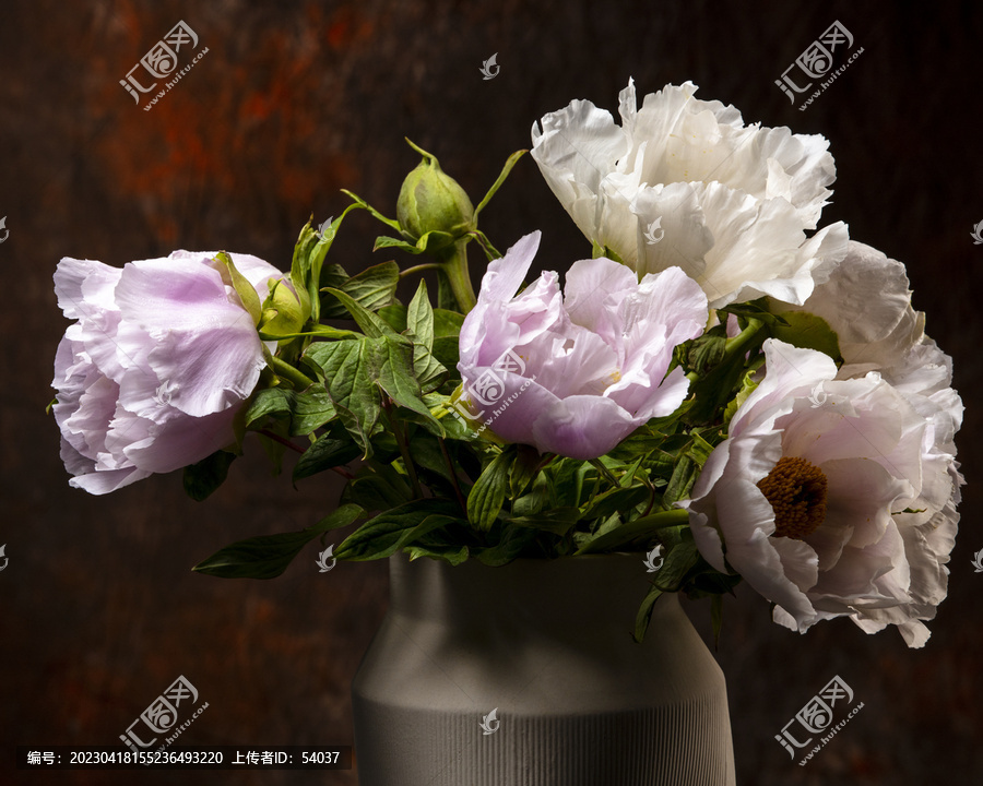 芍药花卉摄影