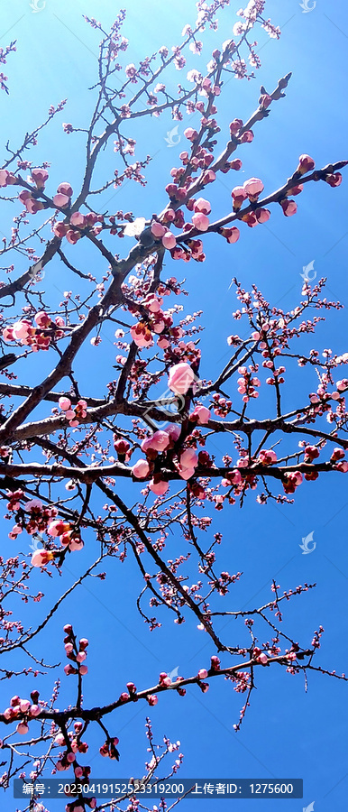 桃花树