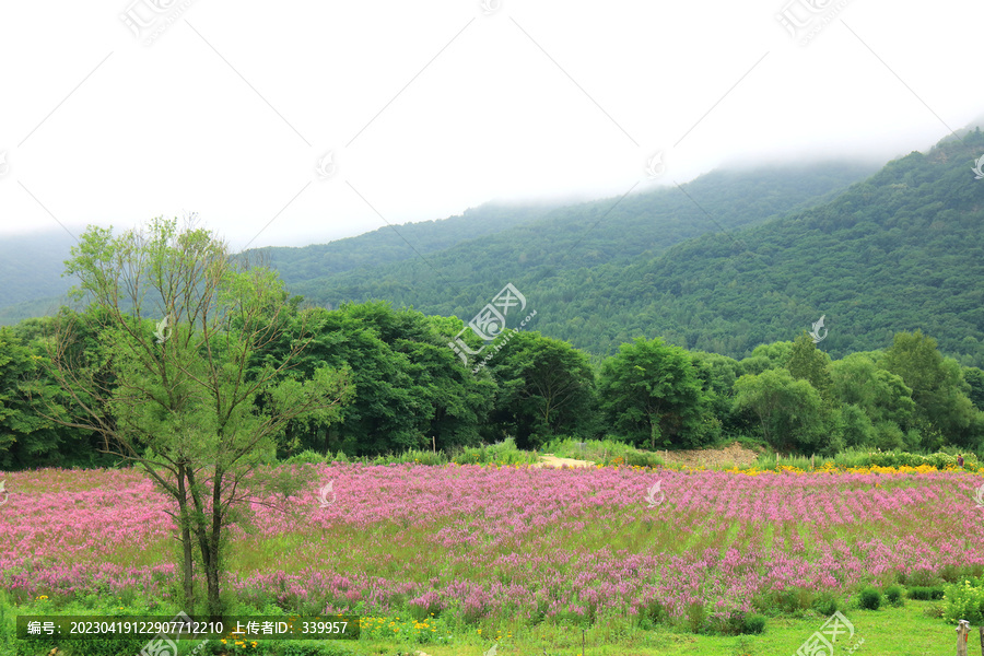 黑龙江帽儿山花海