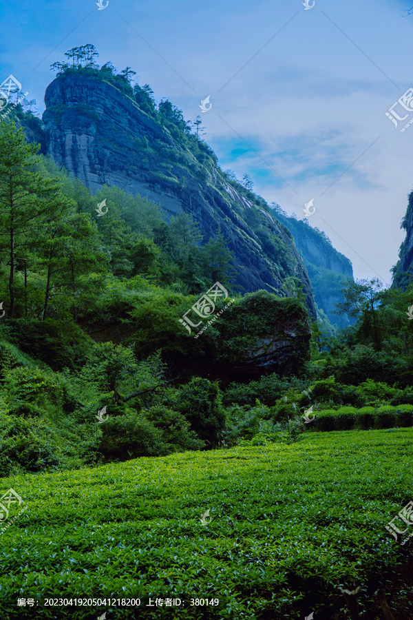 武夷山大红袍茶园