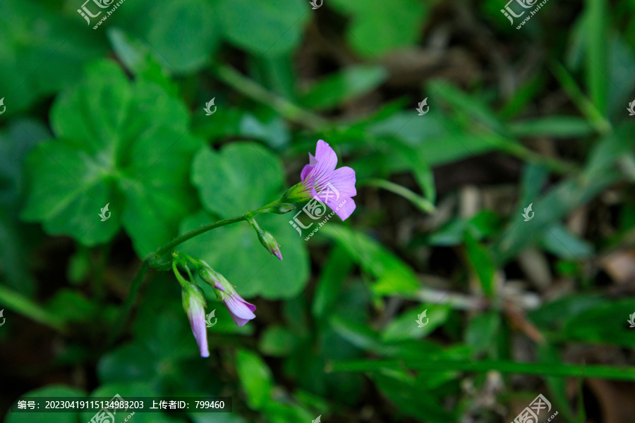 红花酢浆草