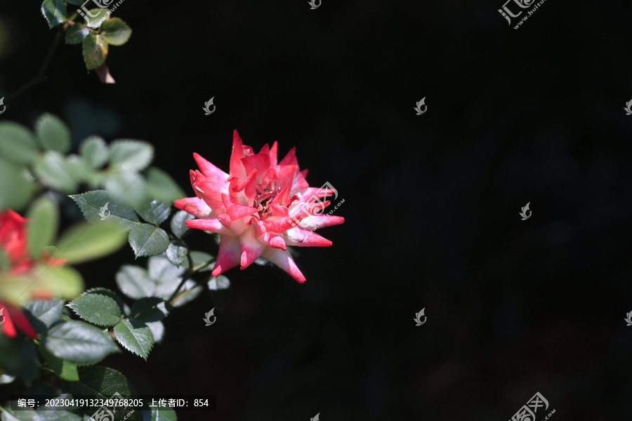 香水月季花