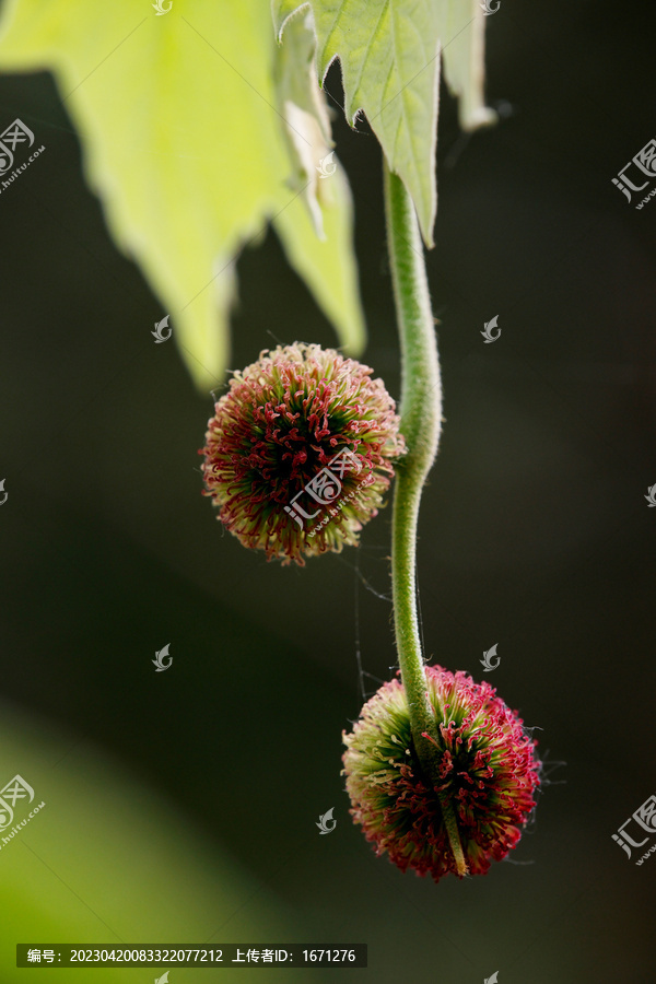 梧桐开花