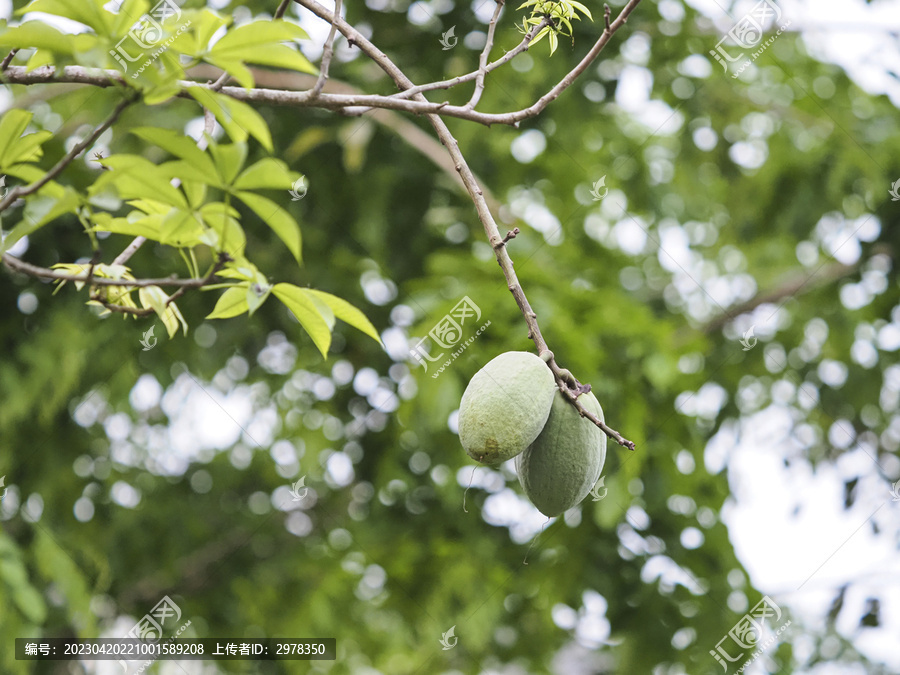 美丽异木棉果