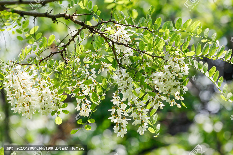 洋槐花