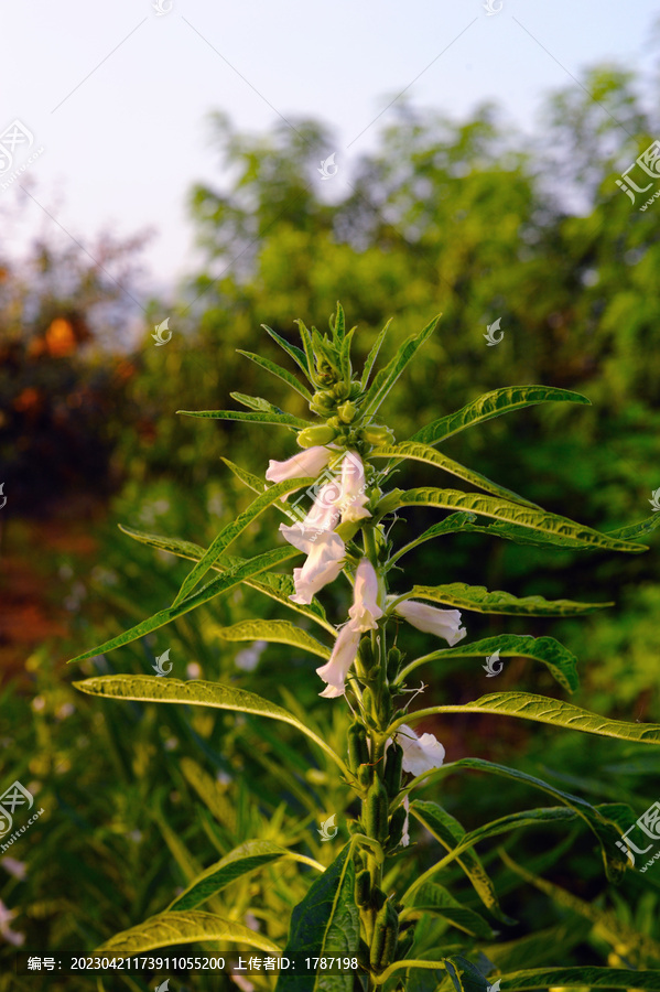 芝麻开花