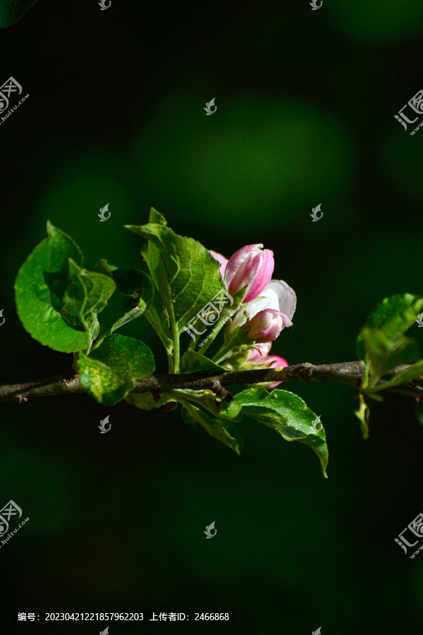 苹果花