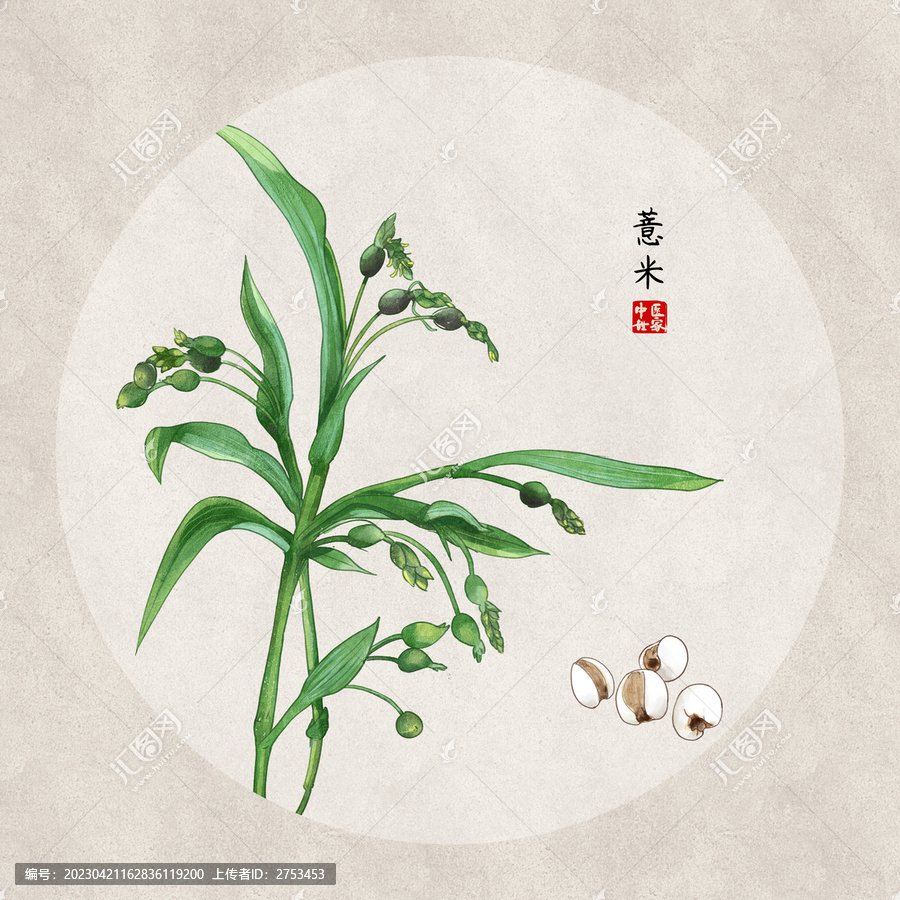 薏米