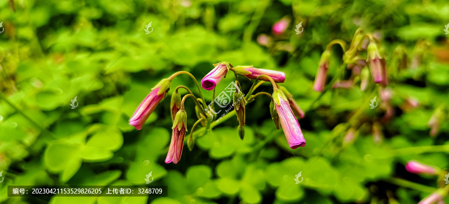 红花酢浆草