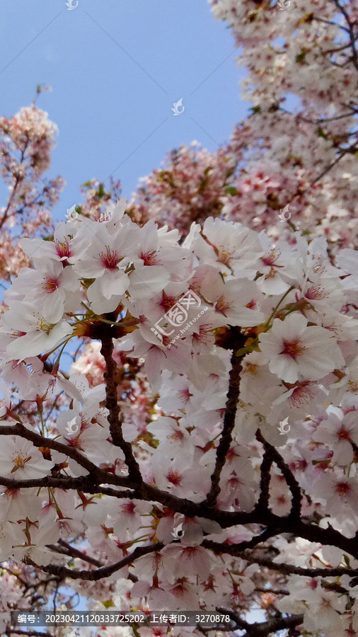 春天浪漫樱花户外风景图