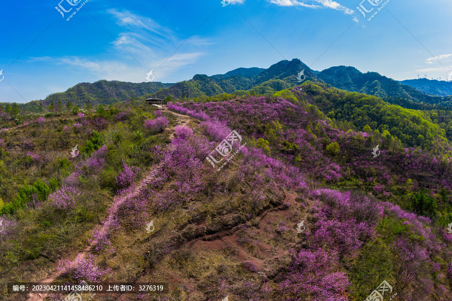 兰溪梅溪转轮岩景区紫荆花风光