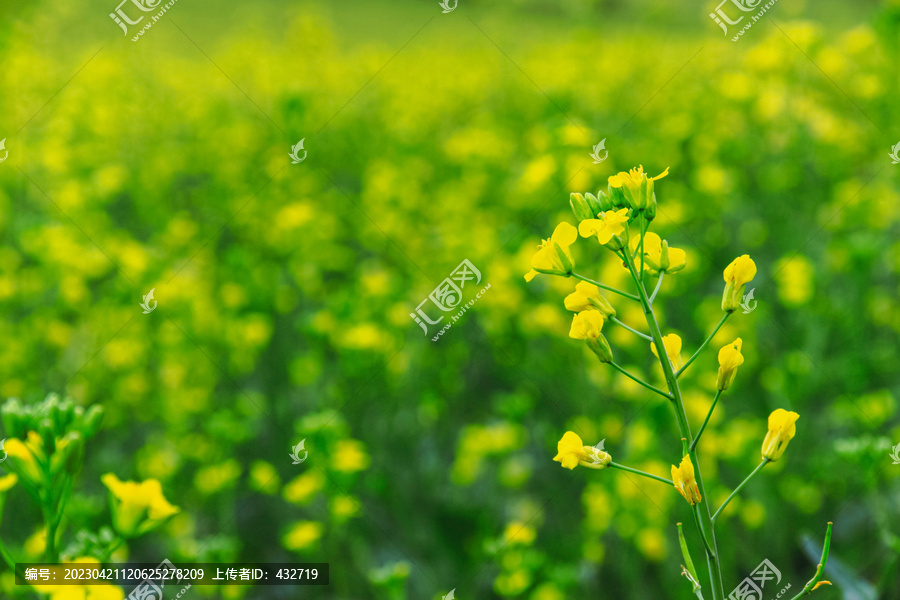 油菜花