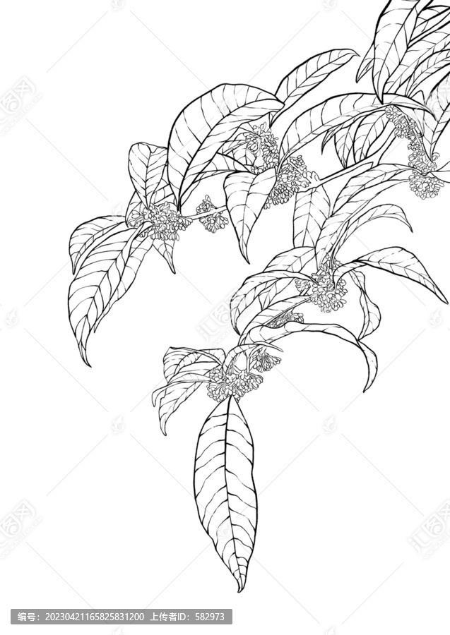 桂花白描線稿
