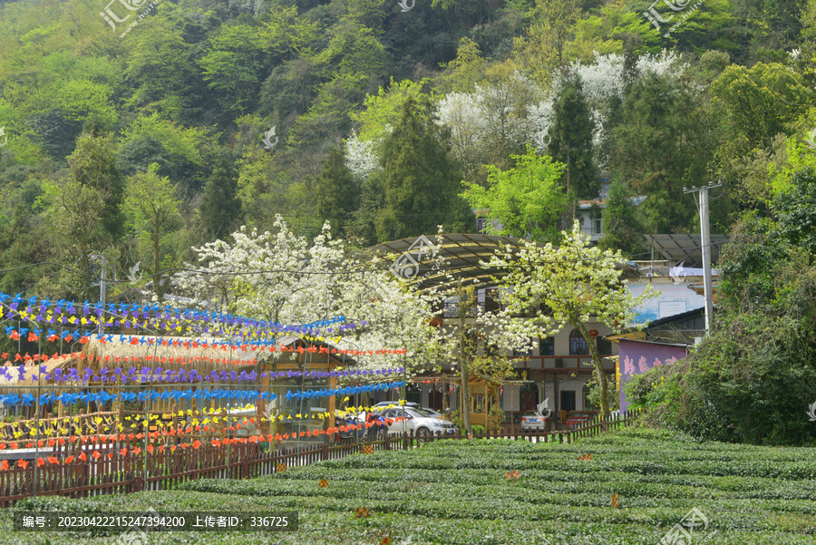 蒙顶山茶园及农家乐