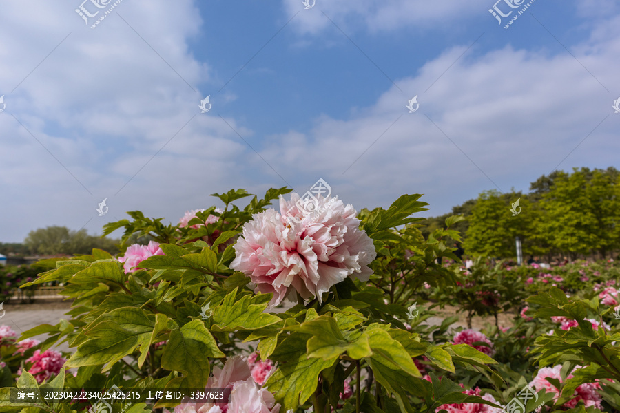 花中之王牡丹花盛开雍容华贵