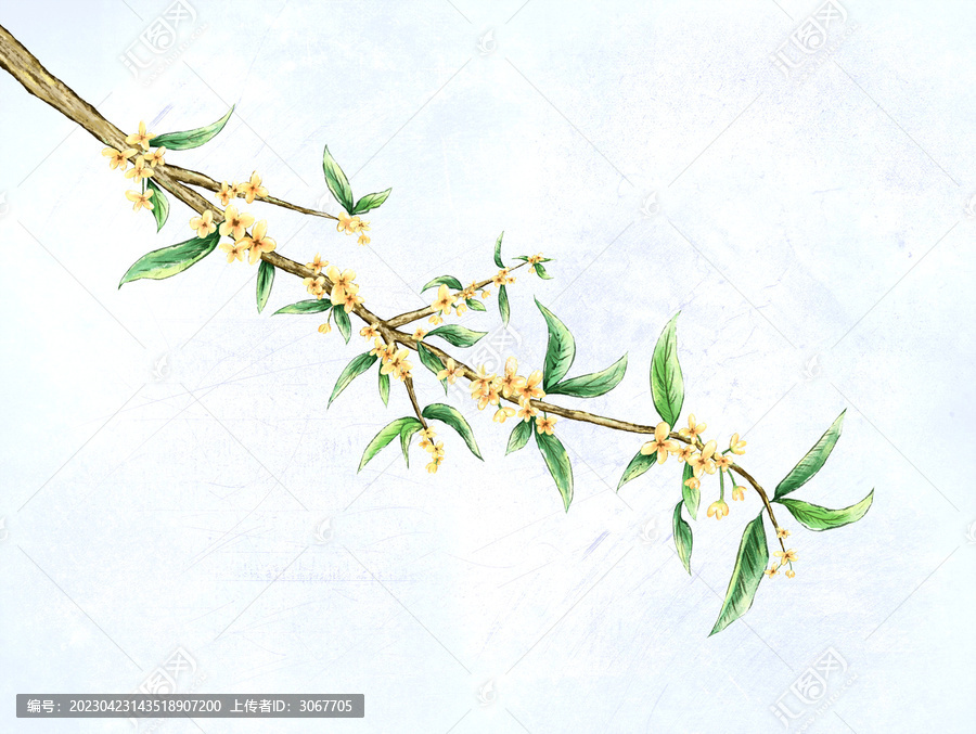 桂花