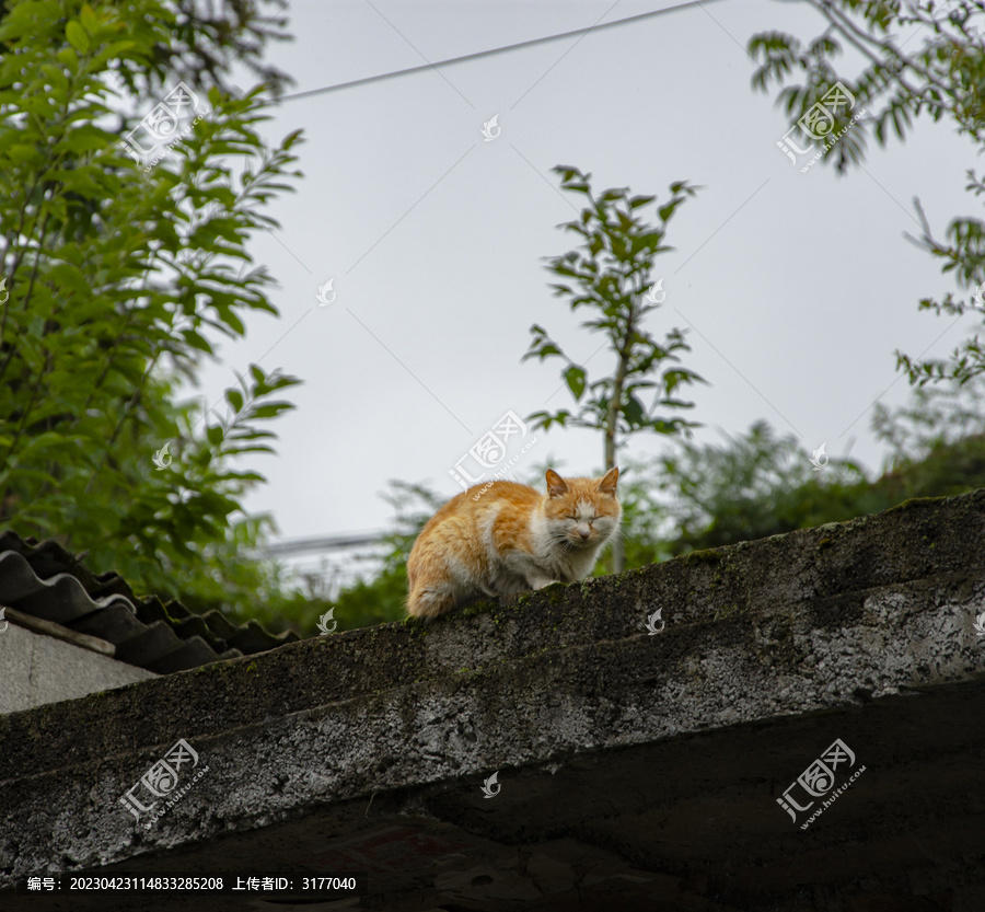 橘猫